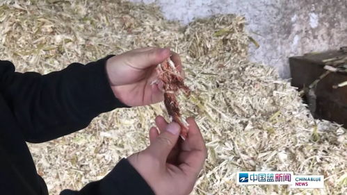 紅糖安全風(fēng)波 義烏知名紅糖廠被查出多項(xiàng)問(wèn)題，如何科學(xué)看待？