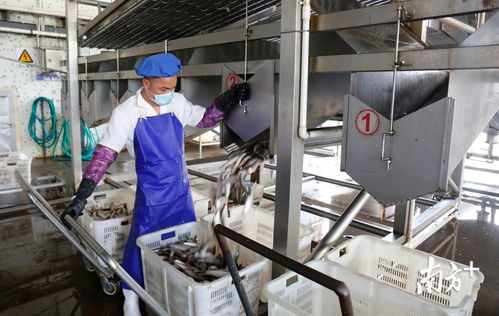 鯪魚罐頭出口逆勢上揚，中山食品企業迎全面復工熱潮